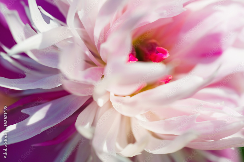 Beautiful and tender pink peony flower petals closeup