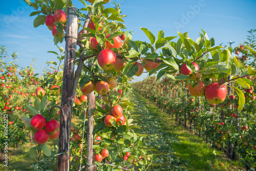 apple orchard before harvesting Fototapet