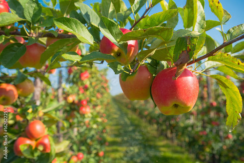 Fototapeta apple orchard before harvesting