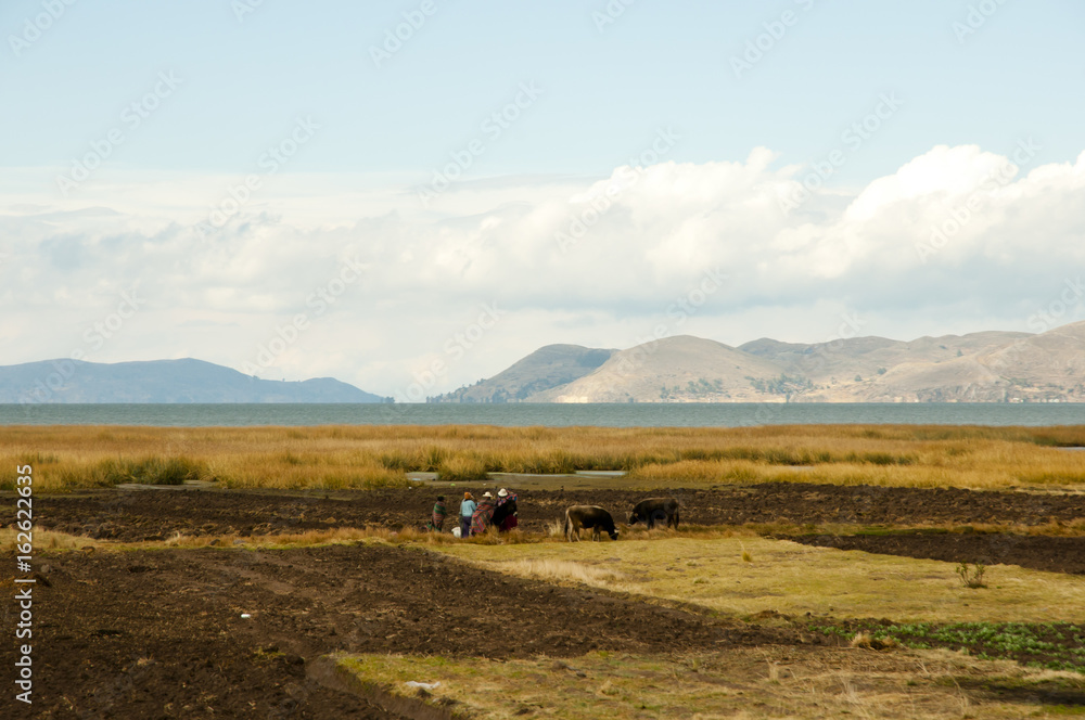 Farming Field - Lake Titicaca - Peru