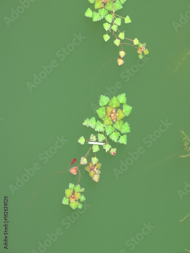 池に浮かぶ水草 ヒシ