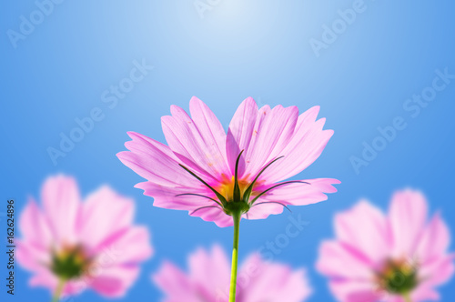 Pink cosmos flowers blooming on a blue sky.