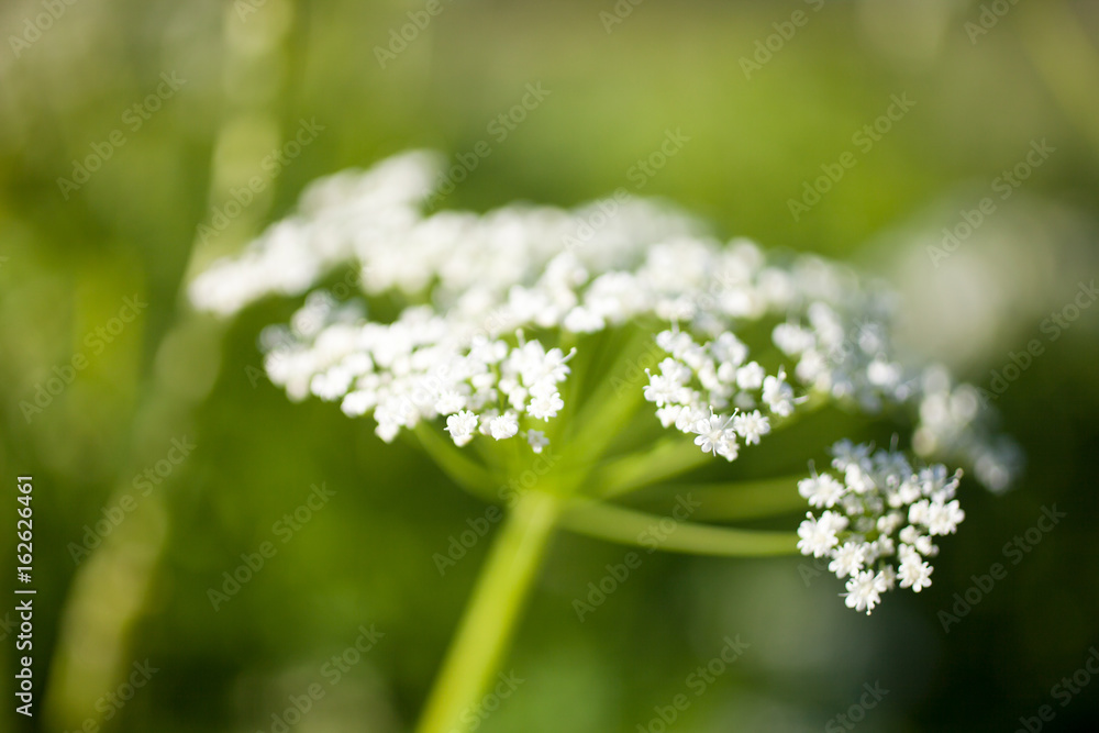 Anthriscus sylvestris Anthriscus sylvestris