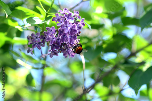 Bumblebee on lilac