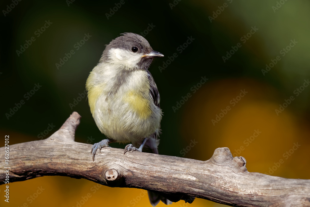 Naklejka premium Kohlmeise Ästling