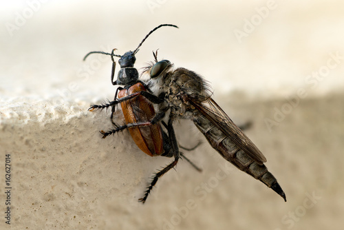 Closeup of mosquito eating beetle