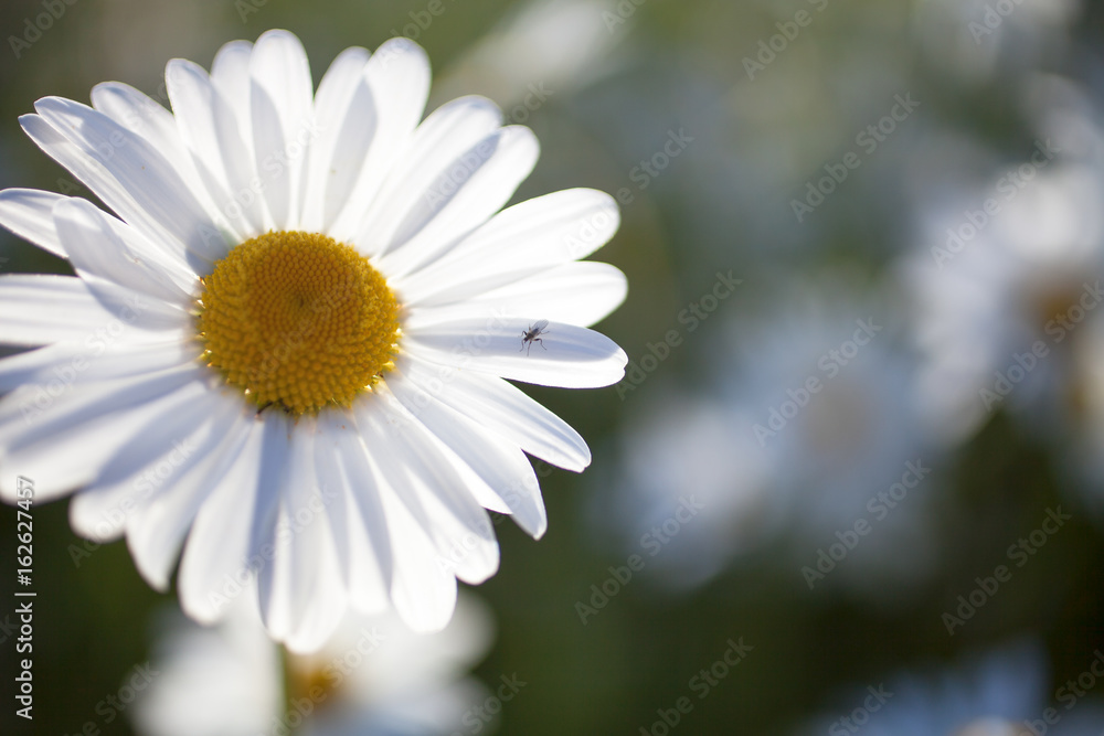 Fototapeta premium Daisy