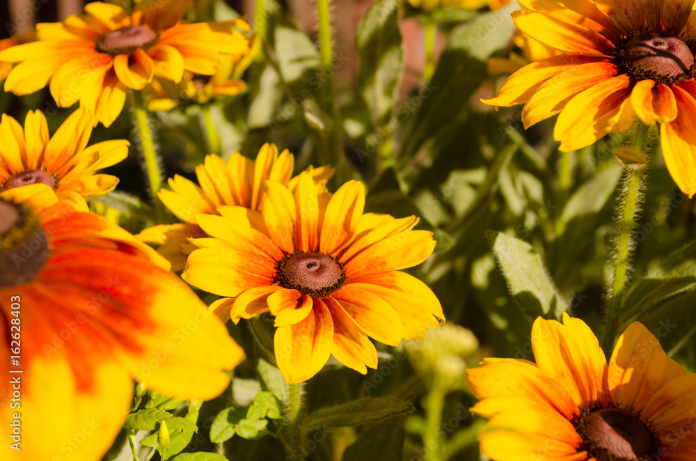 yellow and red flowers in garden blooming summer. summertime in garden blooming beauty yellow and red flowers in garden blooming summer. summertime in garden blooming beauty