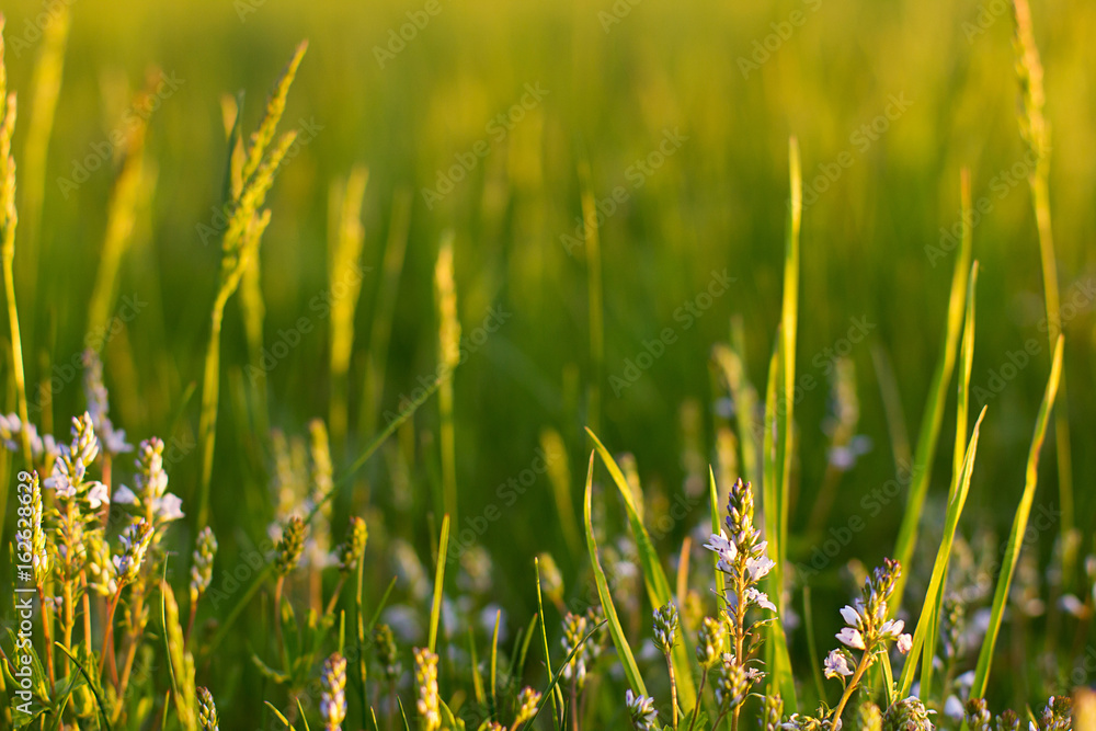 Grass and wild flowers Grass and wild flowers