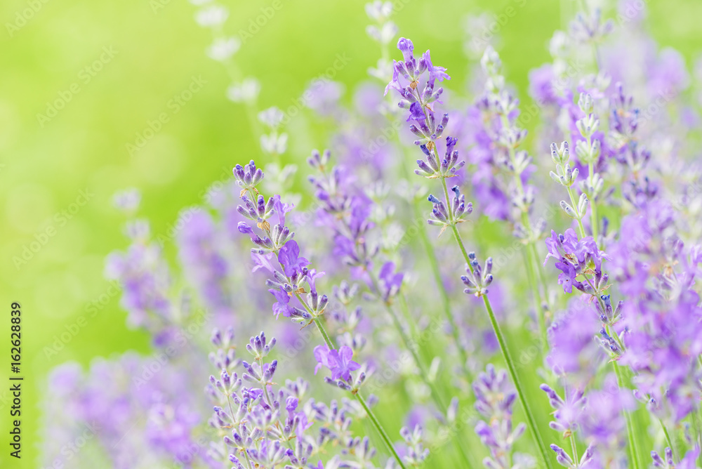 Obraz premium Lavender flower head close up. Bright green natural background. 