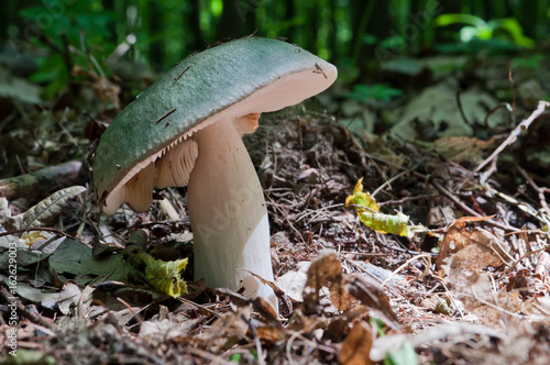 Edible Russula Mushroom Russula Aeruginea with a green sloping cap grows in the woods