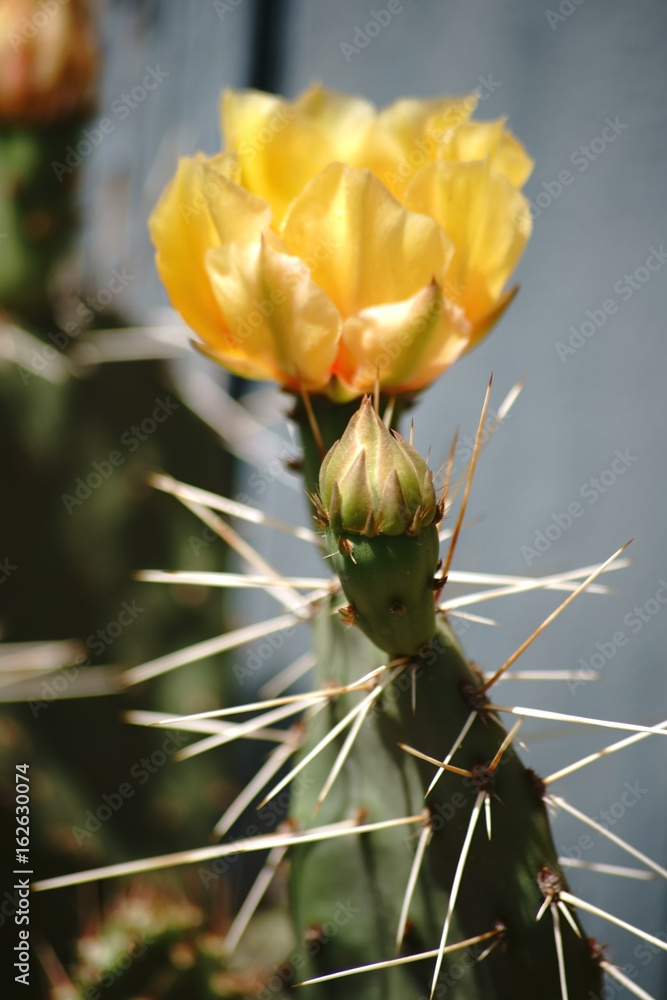 Kaktusblüte / Die makro Nahaufnahme der Kaktusblüte des Opuntia engelmannii. Kaktusblüte / Die makro Nahaufnahme der Kaktusblüte des Opuntia engelmannii.