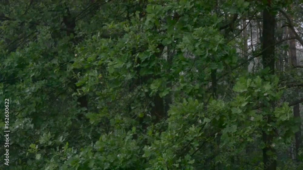 Heavy rain in forest in the evening with green trees swaying in the wind Heavy rain in forest in the evening with green trees swaying in the wind