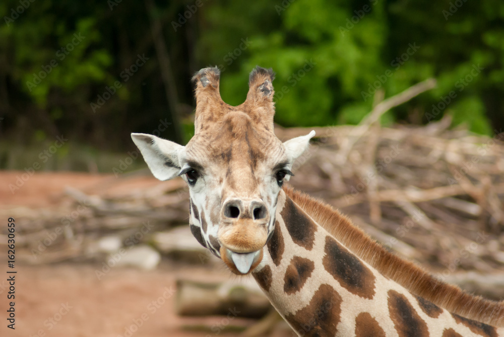 Obraz premium Giraffe zeigt die Zunge