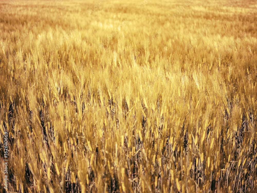 Fototapeta premium Gerste
