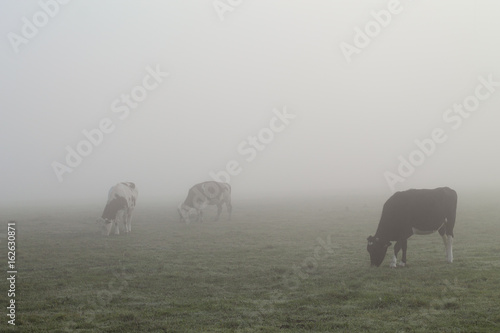vaches dans le brouillard