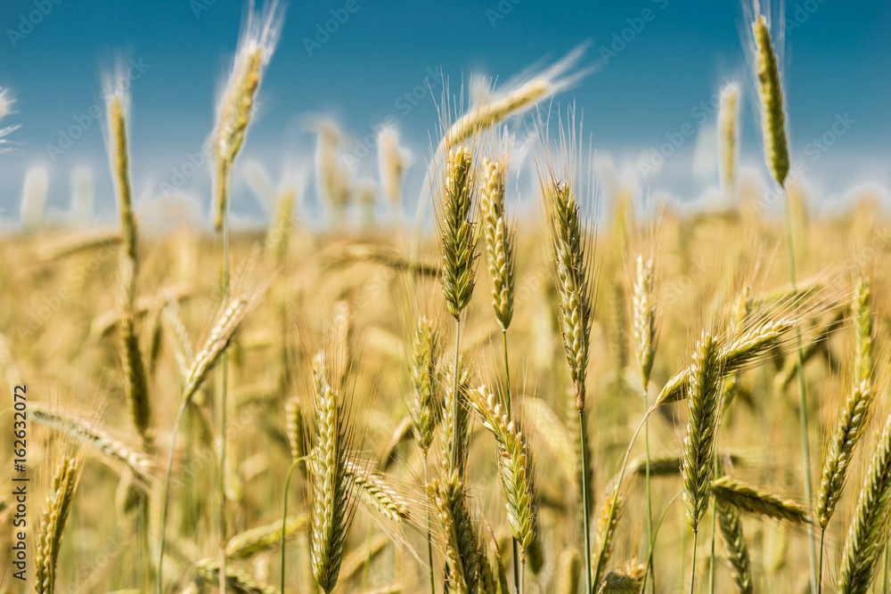 Fototapeta premium Spikelets of wheat close-up.