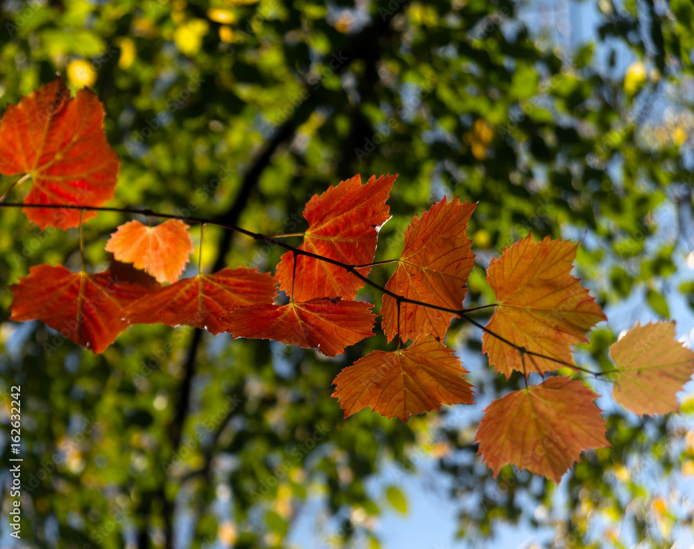 Fototapeta premium Autumn Leaves