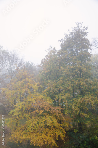 Nebel in den Bäumen