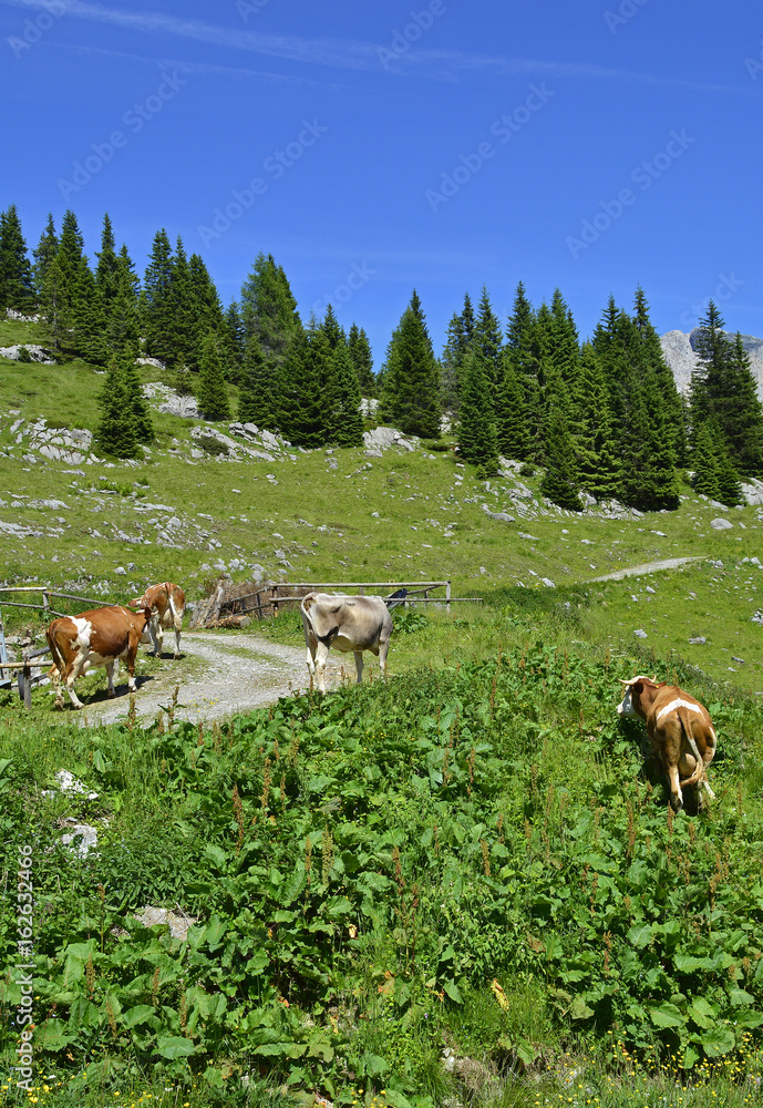 Fototapeta premium Brown and white dairy cows in a mountain summer pasture near Cason di Lanza near Paularo, Friuli Venezia Giulia, north east Italy. 