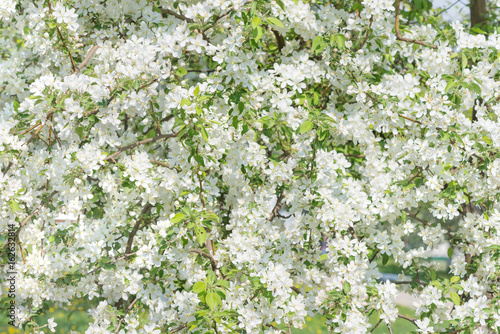 Blooming apple trees