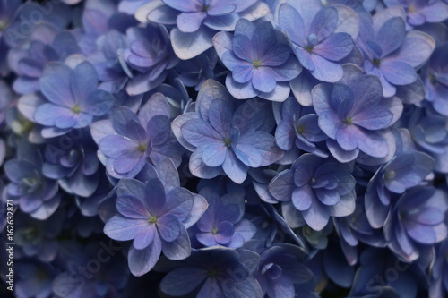 Fototapeta Naklejka Na Ścianę i Meble -  紫陽花の花