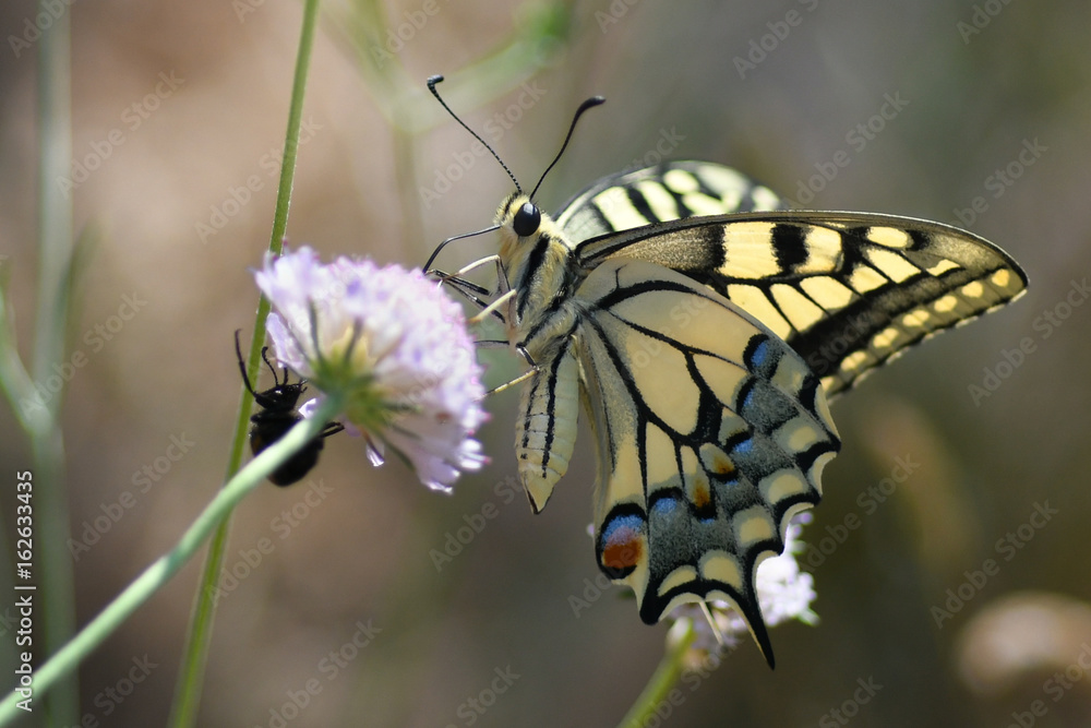 Fototapeta premium Machaon