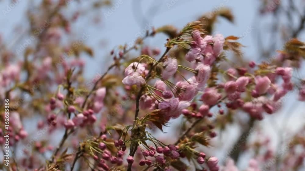 Sakura on the tree moving along the wind.