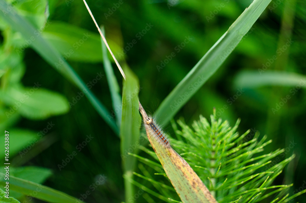 Beautiful caterpillar on green grass