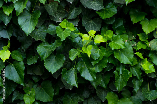 Dense green ivy