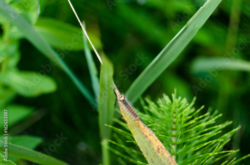 Beautiful caterpillar on green grass