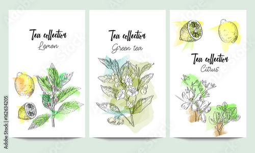 Vertical vector banners of hand drawn tea collection. Citrus, green tea, lemon. An idea for design, invitation, save the date card.