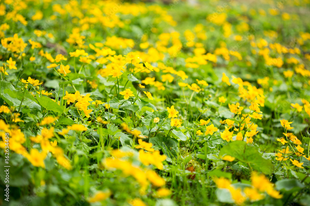 Fototapeta premium Flowers on a mountain meadow