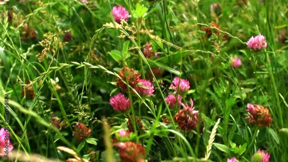 grass grass
