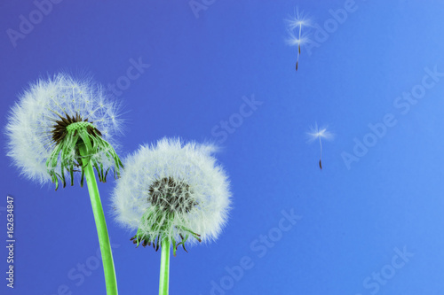 Dandelion seeds on colorful background. card, cover and deco