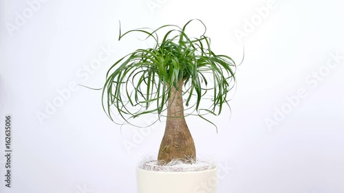 small Nolin, rotation on white background, Flower shop photo