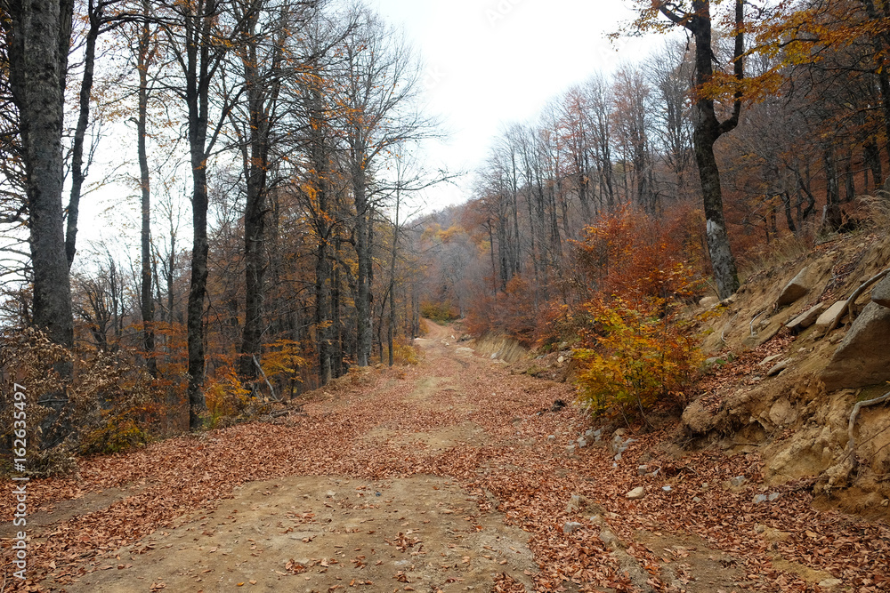 Obraz premium path in fall forest with golden leaves