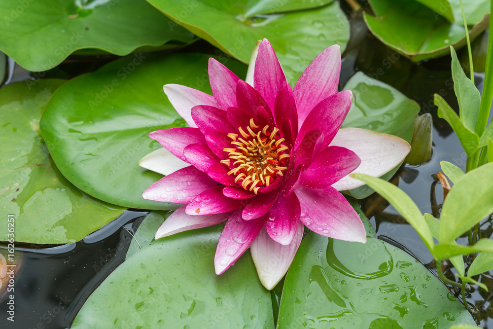 Rose im See - Seerose