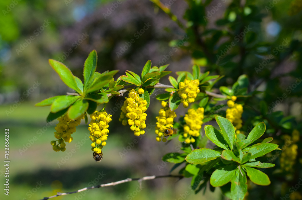 Yellow flowers of barberries Ilicifolia on bush Yellow flowers of barberries Ilicifolia on bush