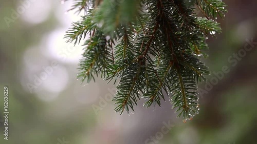 rain, tree, raindrops, wood, bokeh, close up