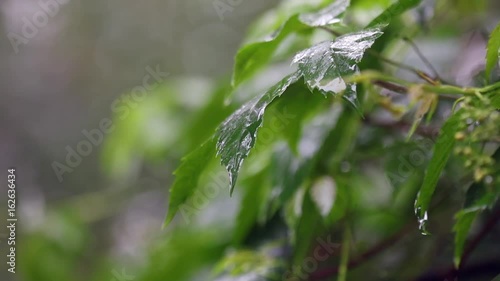 green leaf, rain, raindrops, wet, summer, nature, movie