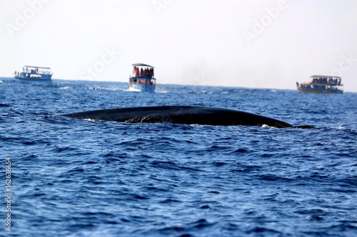 Whale watching in Mirissa, Sri Lanka
