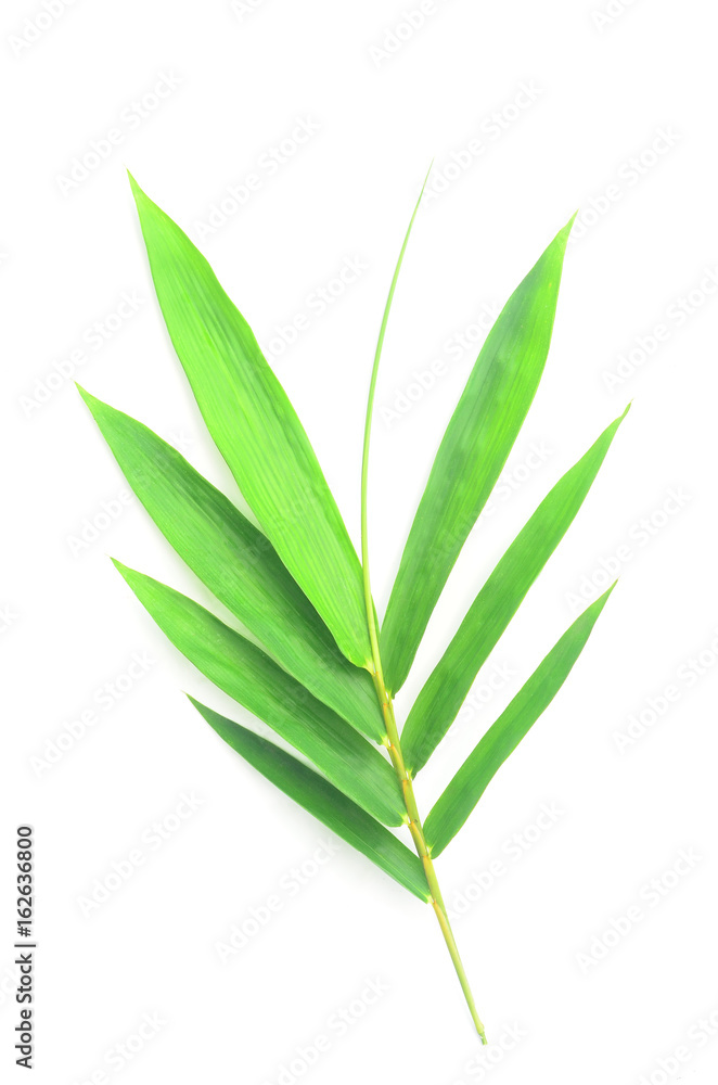 bamboo leaves on White background texture.beautiful surface