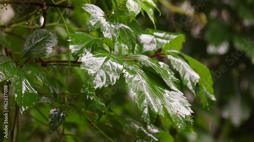 green leaf, rain, raindrops, wet, summer, nature, movie