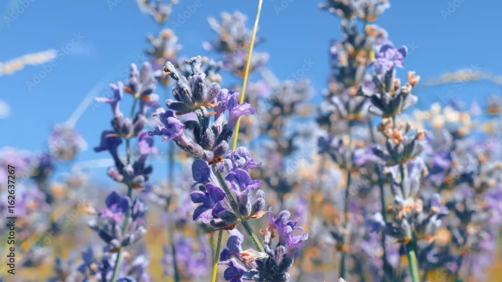 Lavender flowers in wind / Lavender flowers in sunlight Lavender flowers in wind / Lavender flowers in sunlight