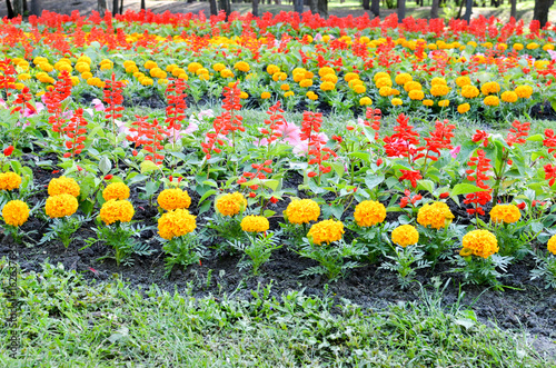 Fotografija Flowerbed with multicoloured flowers: marigold and other