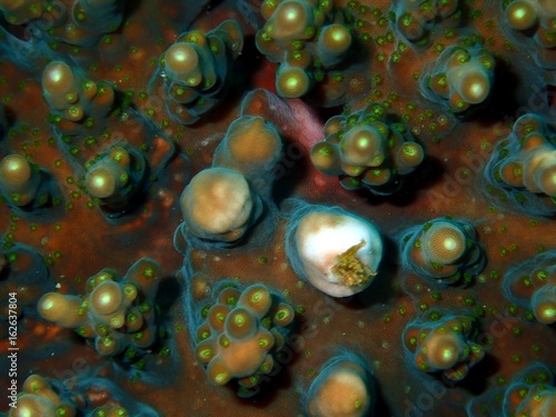 Live Corals under the water in Sri Lanka, Indian Occean
 photo