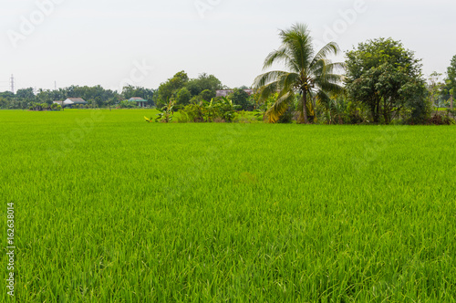 Palm trees and paddy field in cloudy day