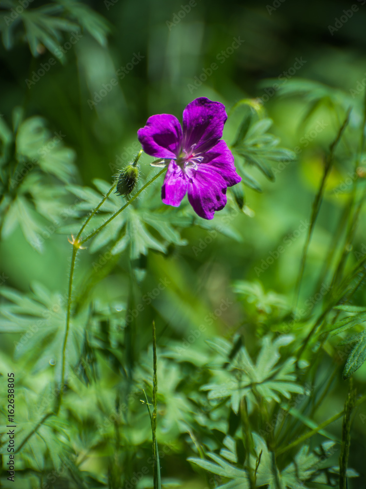 Obraz premium Цветок