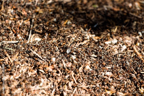 There are a lot of ants in the anthill, which is straight on a sunny meadow in the forest. There are so many that it seems that the earth is moving. If very close to them you can hear how they move.